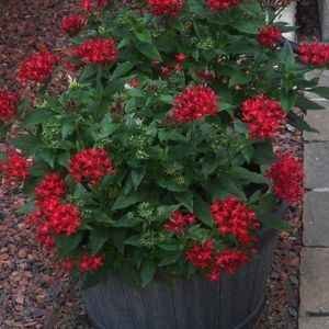 Meet your Posher, Martha